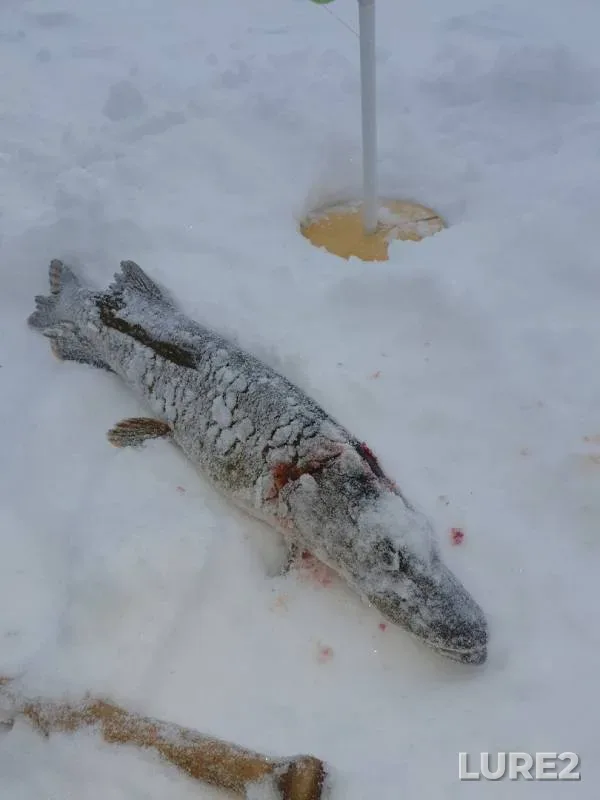 Perch, Pike — Svetloye, Jan 02, 2020