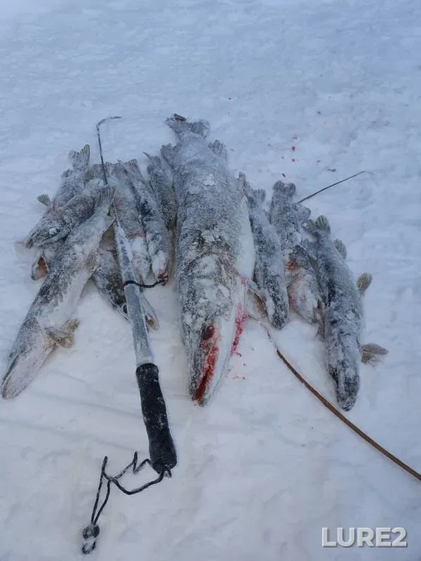 Pike — Svetloye, Jan 04, 2020