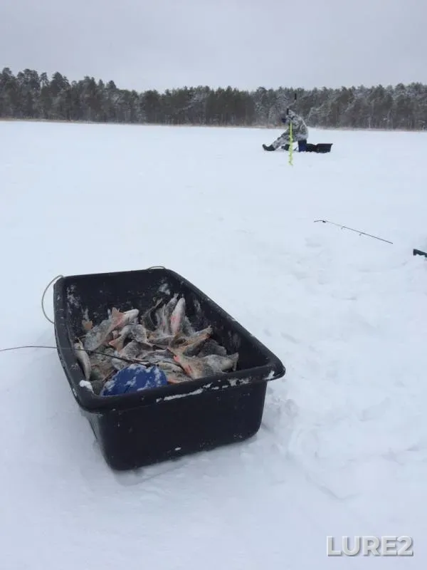 Perch, Pike — Svetloye, Jan 07, 2020