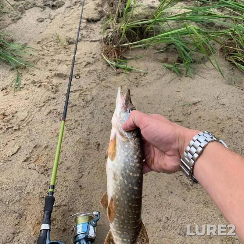 Pike — Goluboye, Aug 06, 2019