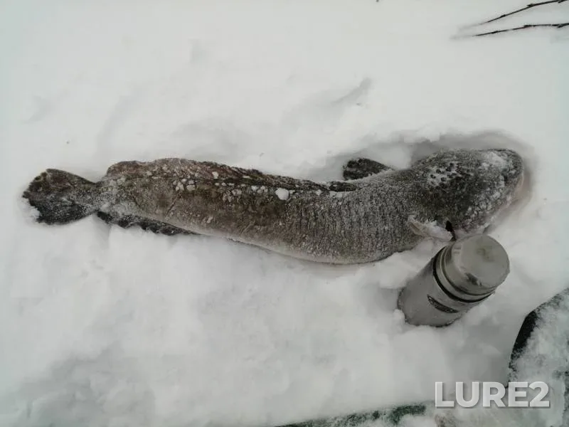Burbot — Pechora, Dec 06, 2019