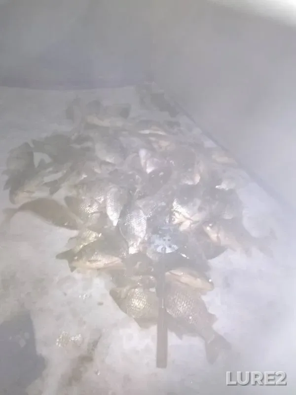 Crucian carp — Shadrinskoye, Dec 07, 2019