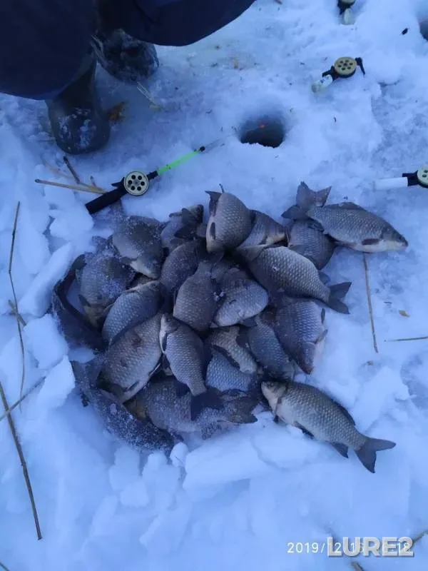 Crucian carp — Vyalkovo, Dec 16, 2019