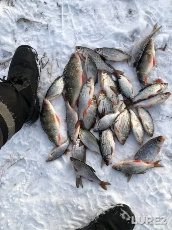 Perch, Roach — Pyshma, Dec 10, 2019