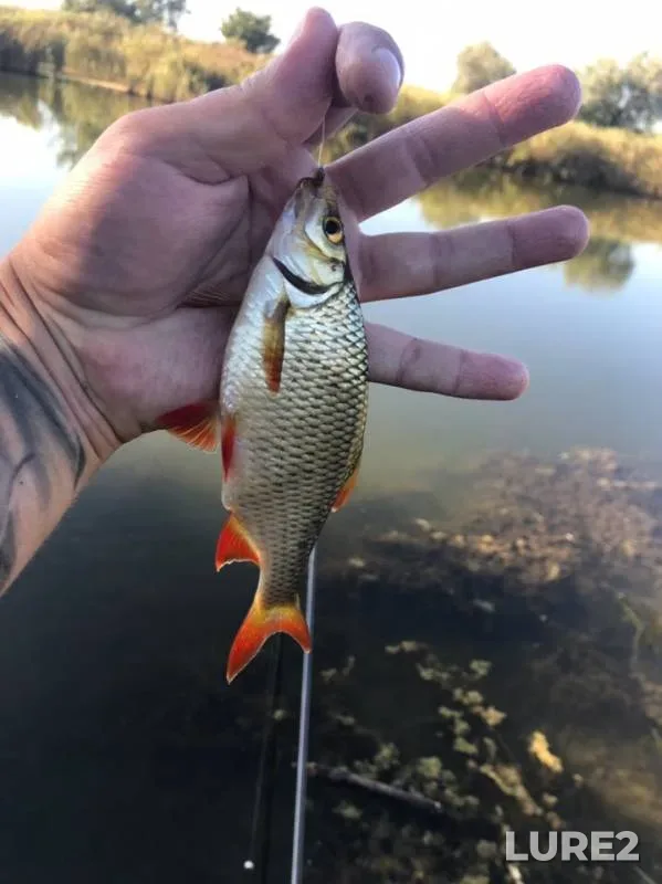 Crucian carp, Perch — Krasnodarskiy kray, Temryukskiy rayon, Aug 09, 2019
