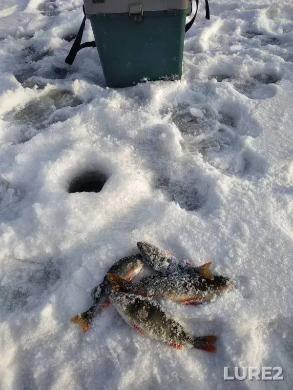 Perch — Tyumenskaya oblast, Dec 10, 2019