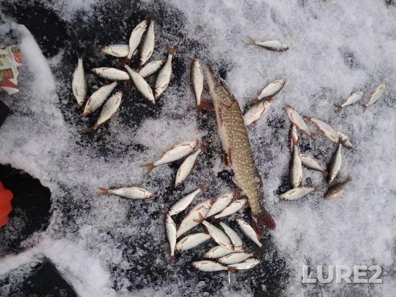 Pike, Roach — Yantykovo, Dec 08, 2019