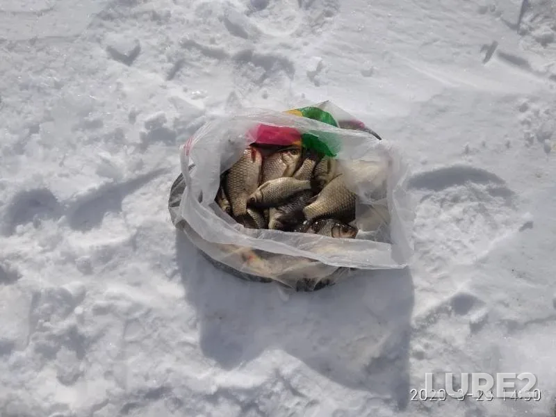 Crucian carp — Aplyatskoye, Mar 23, 2020