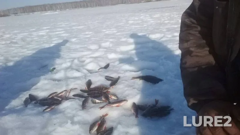 Perch — Beshkilka, Mar 12, 2020