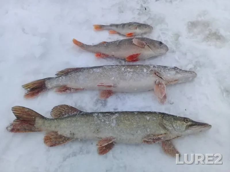 Perch, Pike — Vagay, Feb 25, 2020