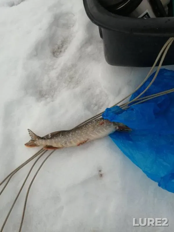 Pike — Tavda, Feb 22, 2020