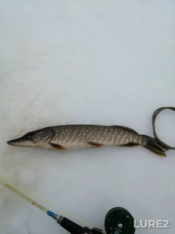 Pike — Tavda, Feb 21, 2020