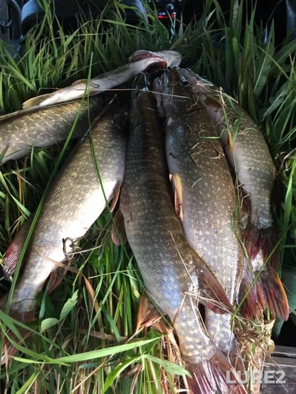 Pike — protoka Bolshaya Yuganskaya, Aug 09, 2019