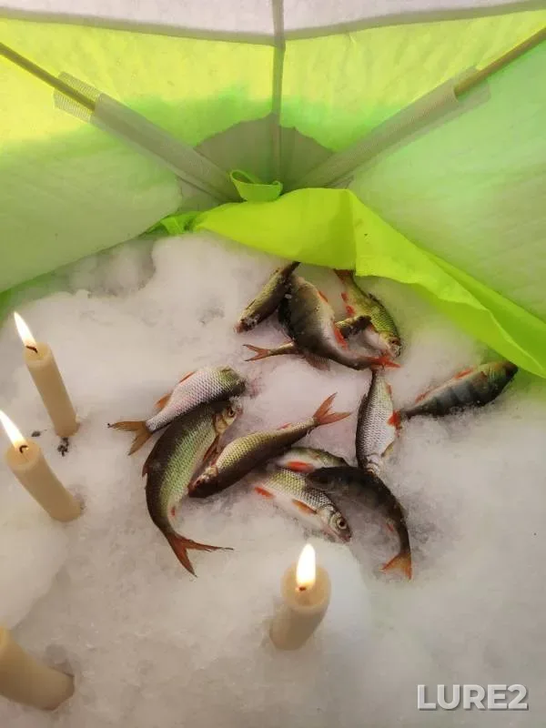 Perch, Roach — Yantykovo, Feb 06, 2020