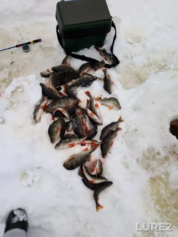 Perch — Posnal, Feb 05, 2020