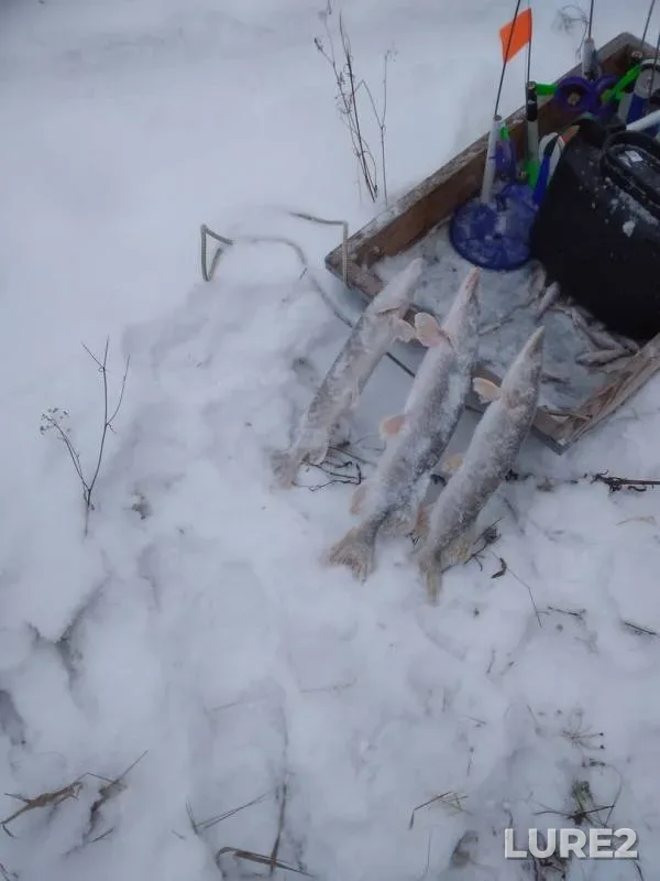 Perch, Pike — Pyshma, Dec 20, 2019