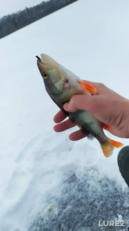 Perch, Roach — Yantykovo, Dec 22, 2019