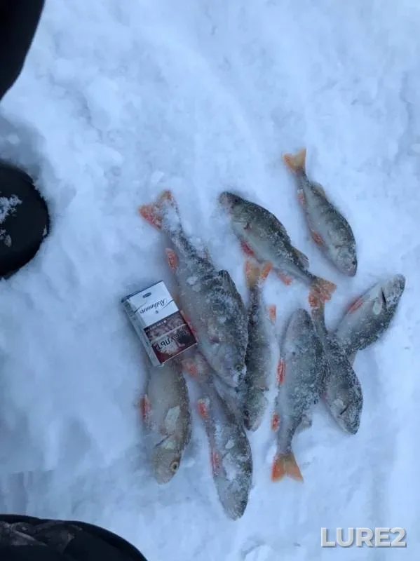 Perch — Andreyevskoye, Dec 24, 2019