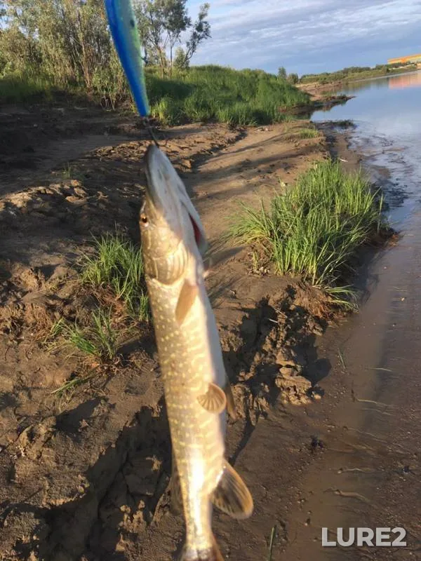 Perch, Pike — Goluboye, Aug 10, 2019
