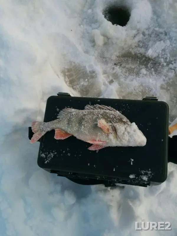 Perch — Demyanka, Jan 02, 2020