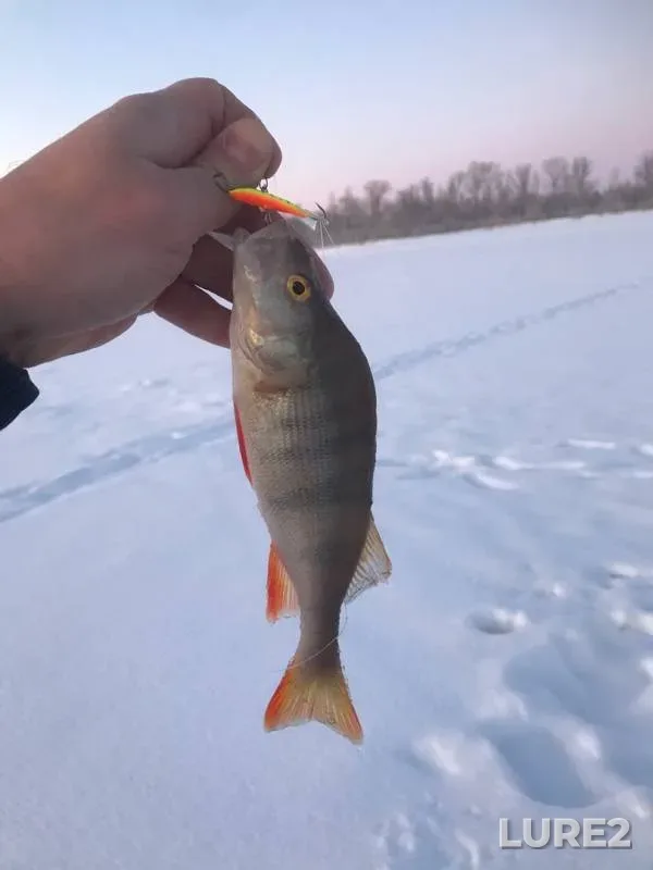 Perch, Roach — Tobyl - Tobol, Jan 03, 2020