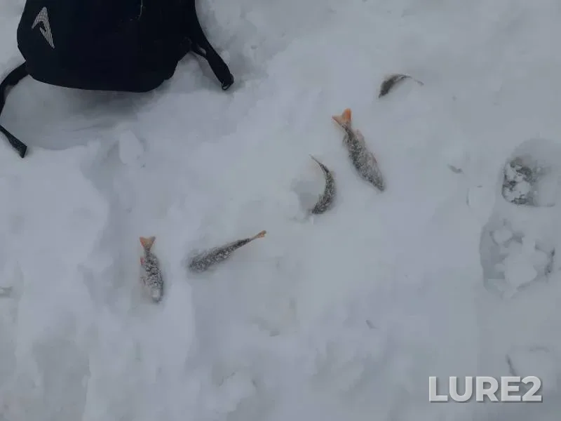 Perch, Pike — Tura, Jan 04, 2020