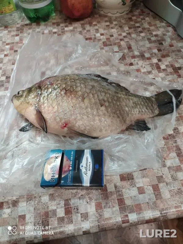 Crucian carp — Vyalkovo, Jan 06, 2020