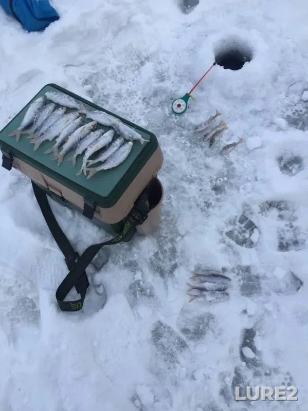 Perch, Roach — Andreyevskoye, Jan 12, 2020