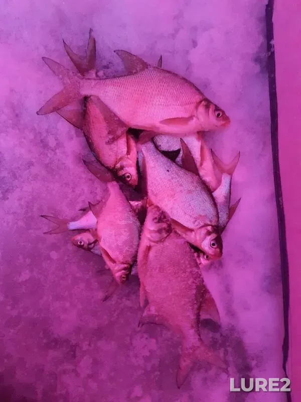 Bream — Pesyanoye, Jan 14, 2020