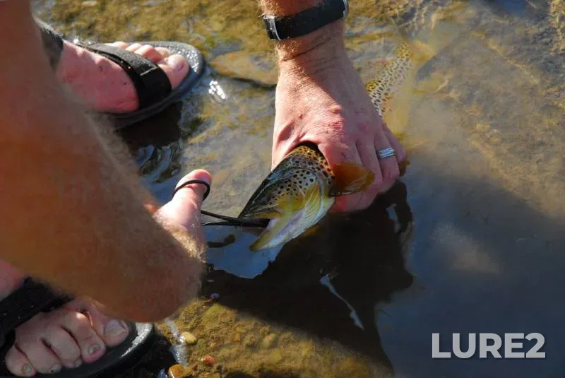 Brown trout — Montana, Lewis and Clark County, Jun 12, 2015, 5:35 PM