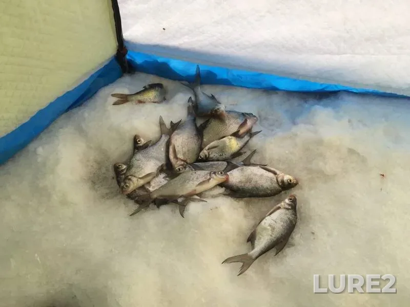 Bream — Tura, Jan 15, 2020