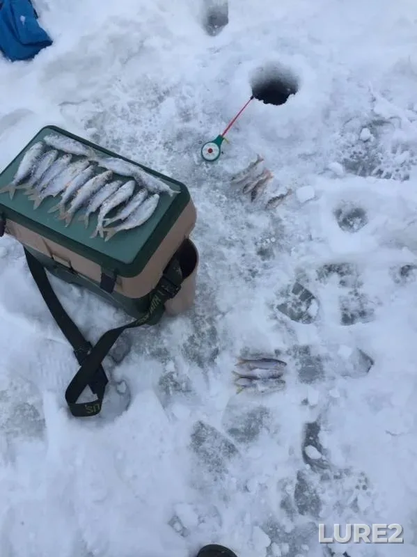 Perch, Roach — Andreyevskoye, Jan 17, 2020
