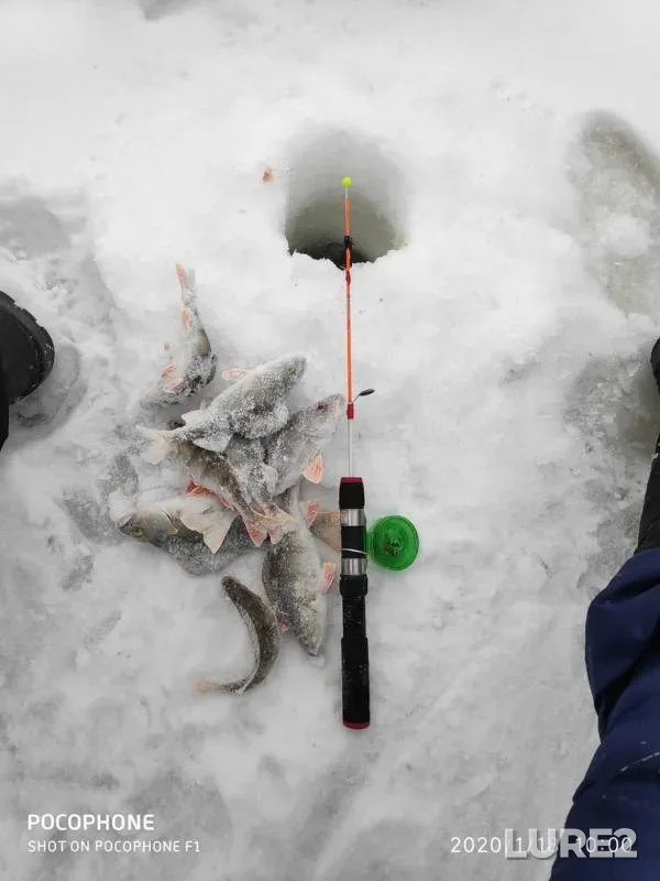 Perch — Andreyevskoye, Jan 18, 2020
