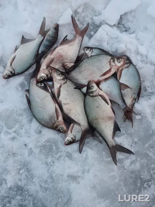 Bream, Perch — Pesyanoye, Jan 24, 2020