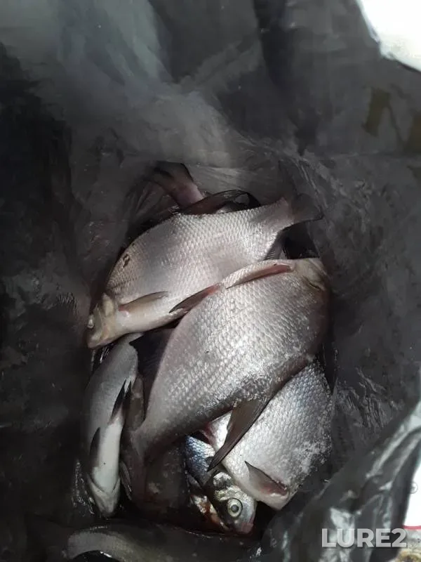 Bream — Tura, Feb 01, 2020