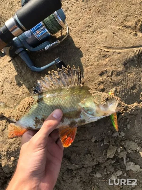 Perch — protoka Akopas, Aug 22, 2019