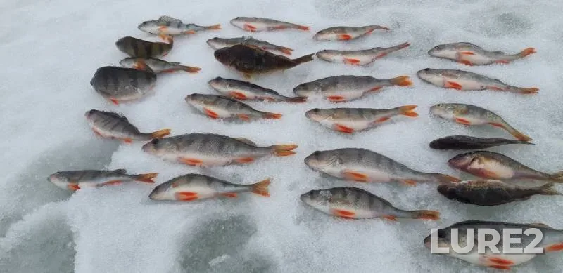 Perch — Kuchakovo, Mar 15, 2020