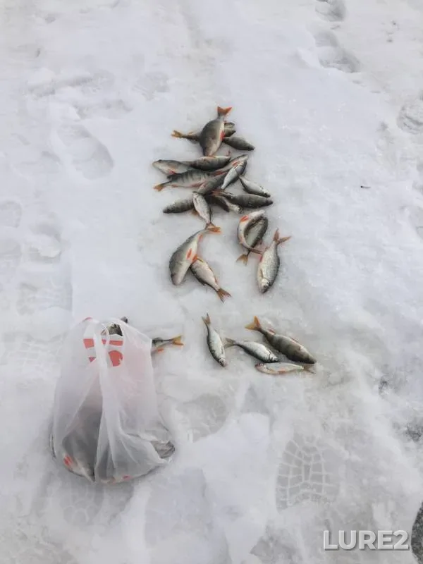 Perch, Roach — Andreyevskoye, Mar 16, 2020