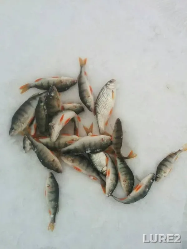 Perch, Roach — Andreyevskoye, Mar 09, 2020