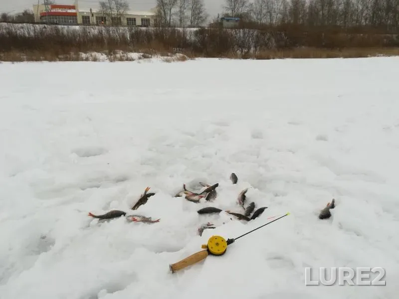 Perch — Kazarovka, Feb 28, 2020