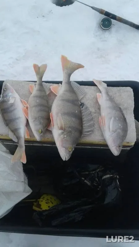 Perch — Andreyevskoye, Feb 26, 2020