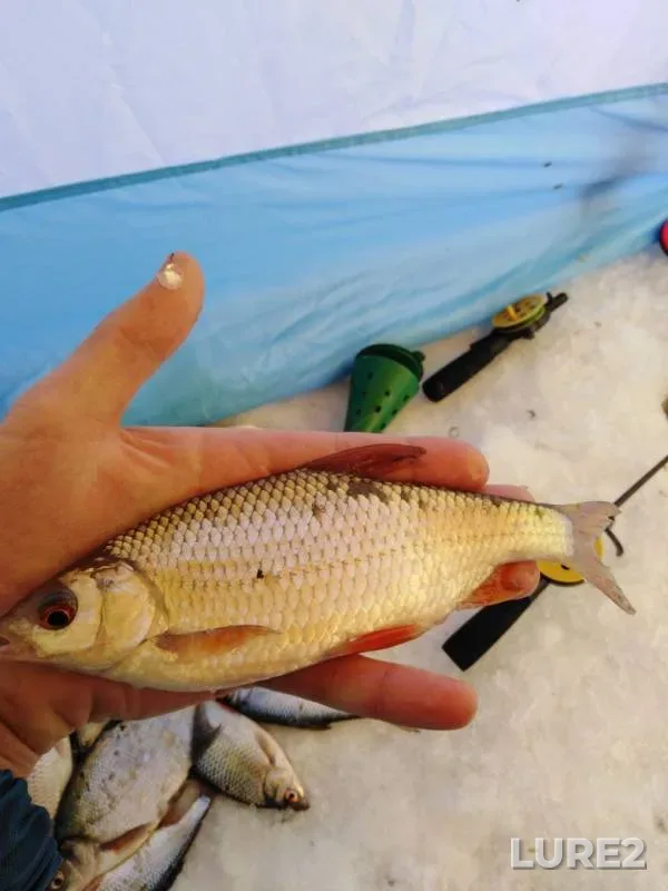 Bream, Roach — Tura, Feb 17, 2020