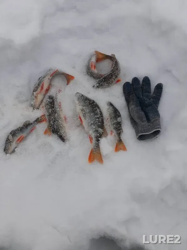 Perch — Krugloye, Feb 16, 2020