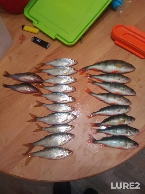 Perch, Roach — Yantykovo, Feb 15, 2020