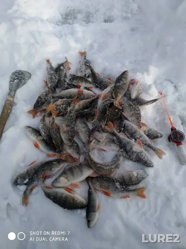 Perch — Pyshma, Feb 12, 2020