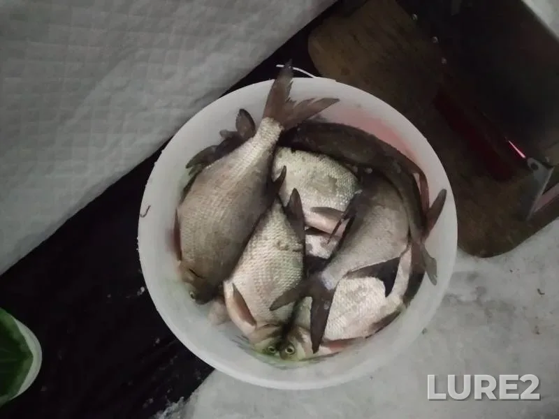 Bream — Pesyanoye, Feb 10, 2020