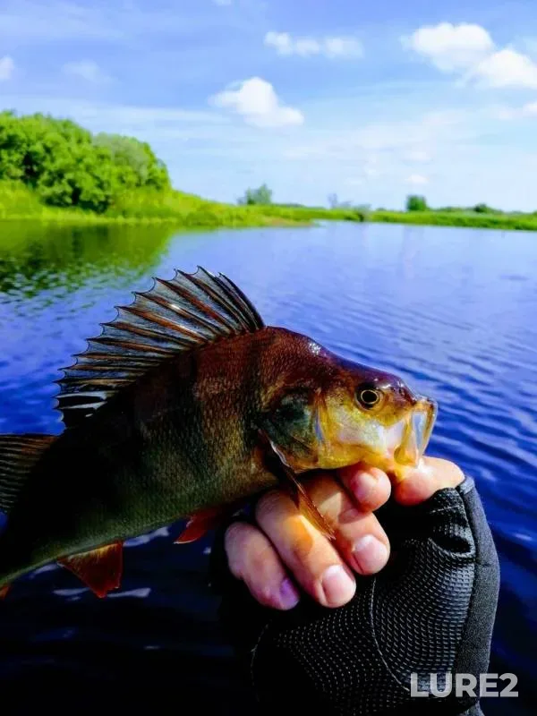 Perch — protoka Mekhguntokhpasl, Aug 16, 2019