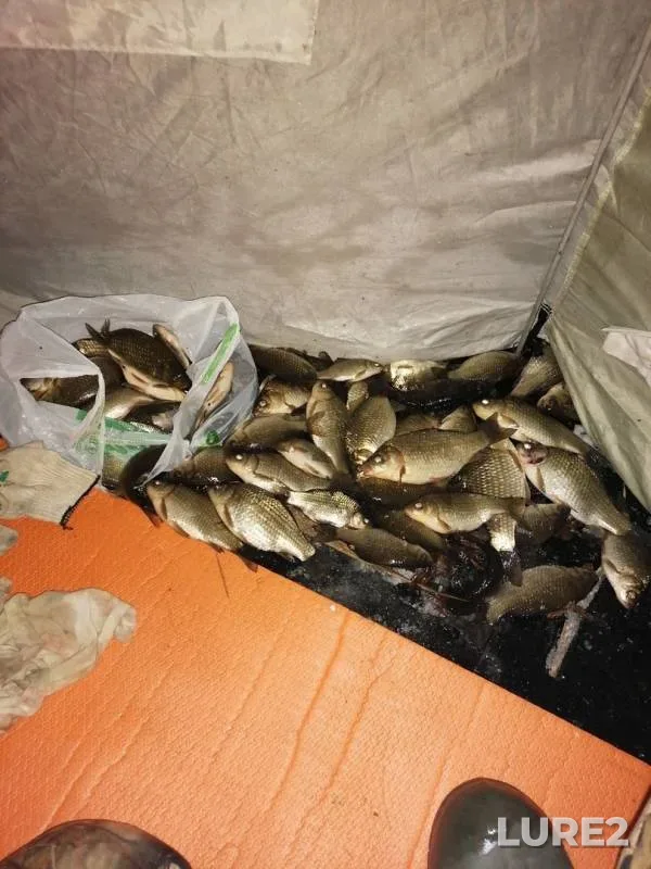 Crucian carp — Aplyatskoye, Mar 18, 2020