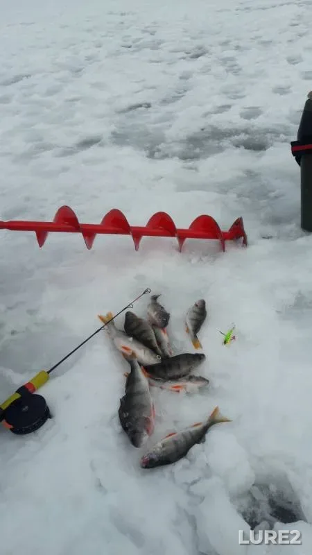 Perch, Roach — Andreyevskoye, Mar 19, 2020