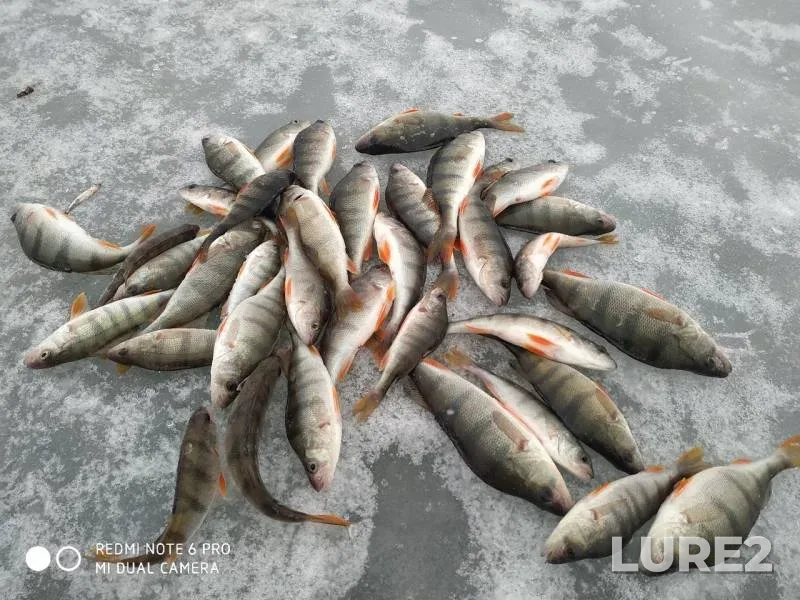 Perch — Andreyevskoye, Mar 21, 2020